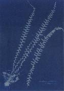 Asplenium ebeneum Anna Atkins